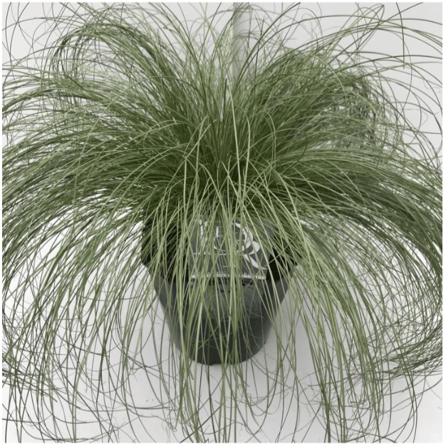 Carex comans Frosted Curls 4 Carex comans Frosted Curls V5