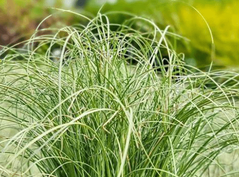 Carex comans Frosted Curls 1 Carex comans Frosted Curls