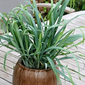 Carex laxiculmis Bunny Blue