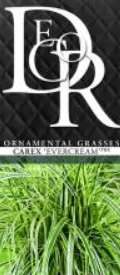 Carex oshimensis Evercream PBR 4 Carex oshimensis Evercream PBR - Pilt 4