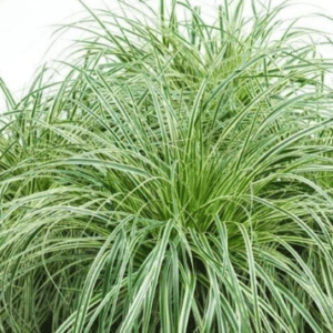 Carex oshimensis Evercream PBR