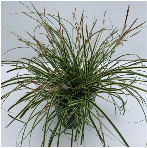 Carex oshimensis Evercream PBR 2 Carex oshimensis Evercream PBR - Pilt 2