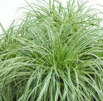 Carex oshimensis Evercream PBR 1 Carex oshimensis Evercream PBR