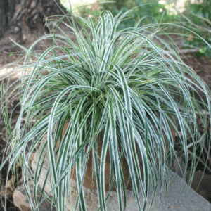 Carex oshimensis Everest