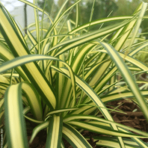 Carex oshimensis Evergold