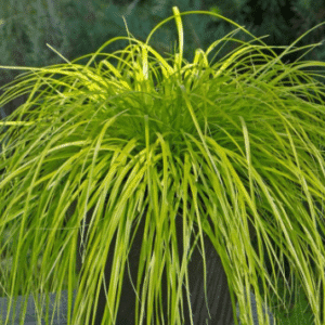 Carex oshimensis Everillo