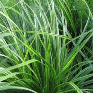 Carex oshimensis Everlime