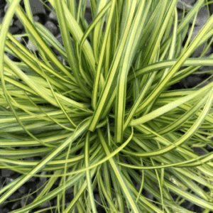 Carex oshimensis Eversheen