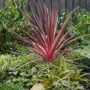 Cordyline Charlie Boy