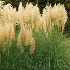 Cortaderia selloana Gold Mini Pampas