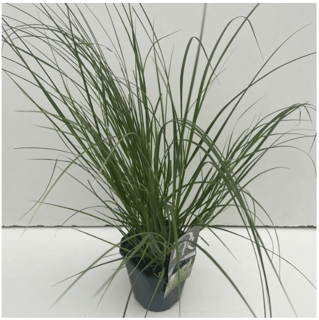 Cortaderia selloana Mini Pampas 2 Cortaderia selloana Mini Pampas V2