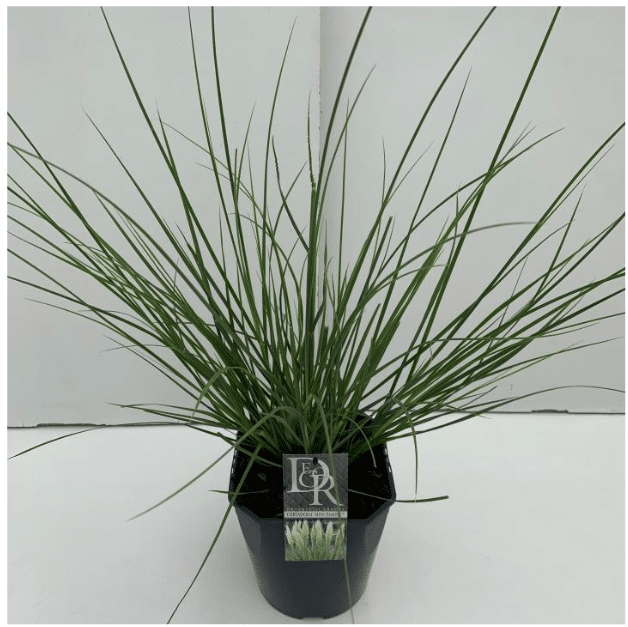 Cortaderia selloana Mini Pampas 3 Cortaderia selloana Mini Pampas V5