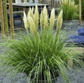 Cortaderia selloana Mini Pampas