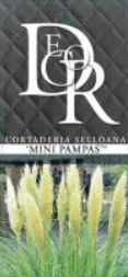 Cortaderia selloana Mini Pampas 4 Cortaderia selloana Mini Pampas1