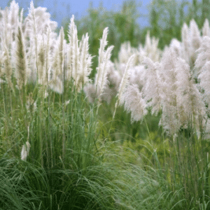 Cortaderia selloana Minisilverpampas