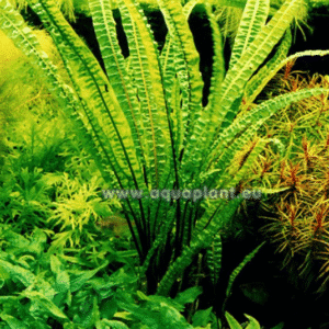 Cryptocoryne balansae