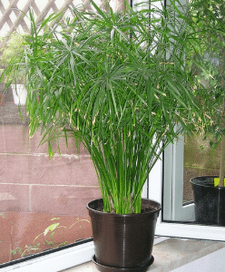 Cyperus alternifolius