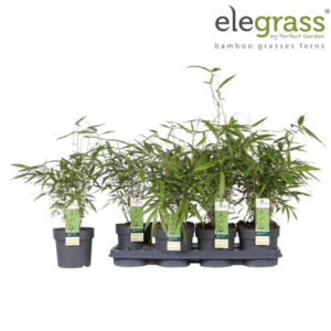 Fargesia robusta Pingwu 70cm