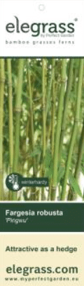 Fargesia robusta Pingwu 2 Fargesia robusta Pingwu 70cm1