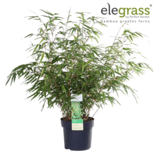 Fargesia rufa 50cm