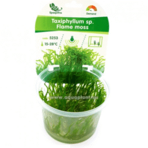 Flame moss Taxiphyllum