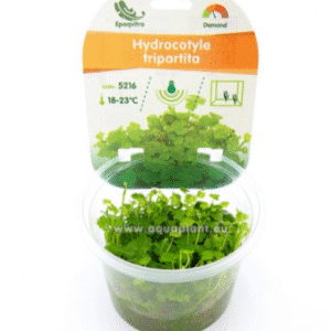 Hydrocotyle tripartita (sp. Japan)