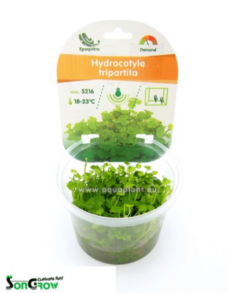 Hydrocotyle tripartita 1 Hydrocotyle tripartita (sp. Japan)