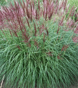 Miscanthus sinensis Ferner Osten