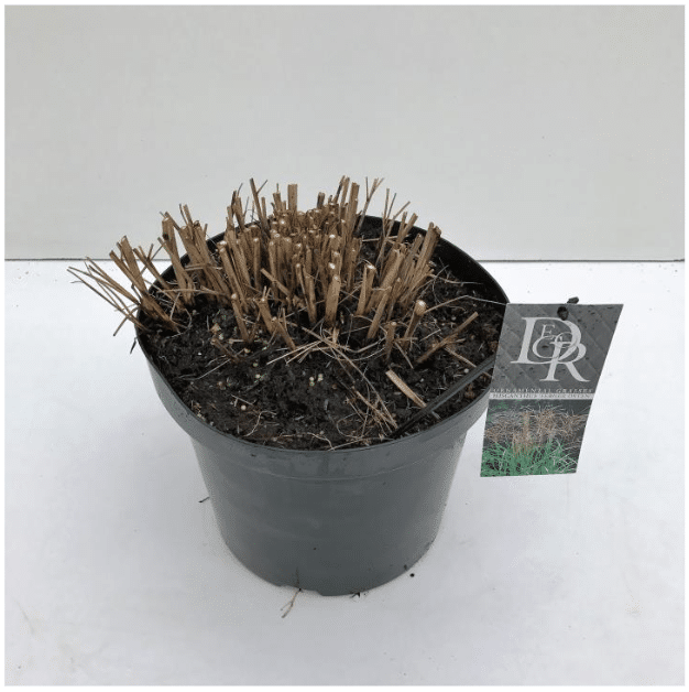 Miscanthus sinensis Ferner Osten 4 Miscanthus sinensis Ferner Osten C10