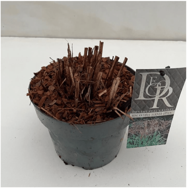 Miscanthus sinensis Ferner Osten 3 Miscanthus sinensis Ferner Osten C3