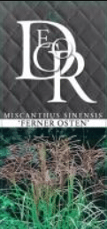 Miscanthus sinensis Ferner Osten 6 Miscanthus sinensis Ferner Osten - Pilt 6