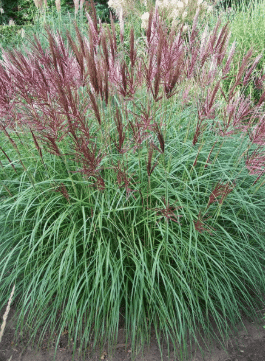Miscanthus sinensis Ferner Osten 1 Miscanthus sinensis Ferner Osten