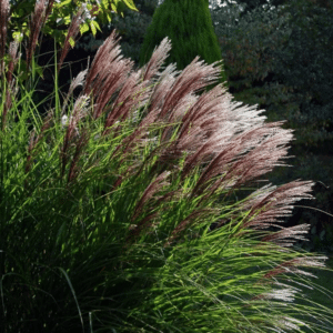 Miscanthus sinesis Red Chief