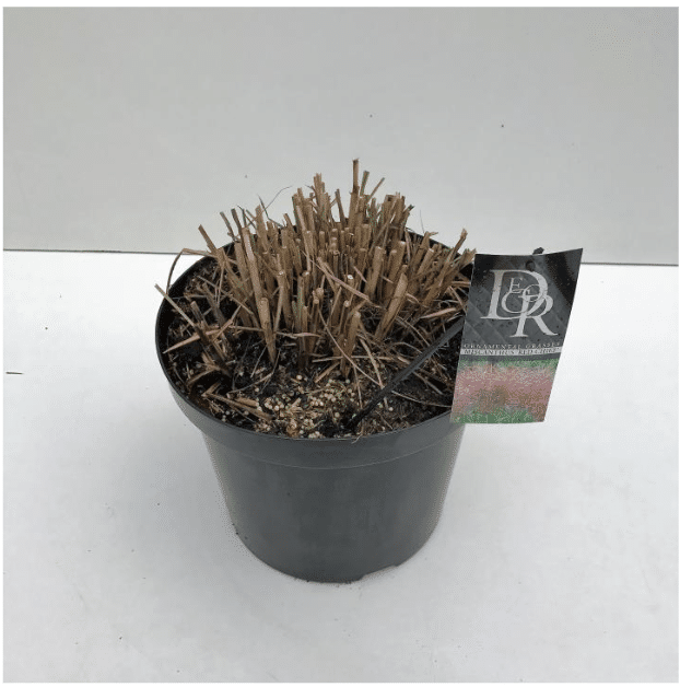 Miscanthus sinesis Red Chief 2 Miscanthus sinesis Red Chief C10