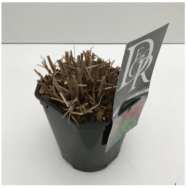 Miscanthus sinesis Red Chief 3 Miscanthus sinesis Red Chief v2