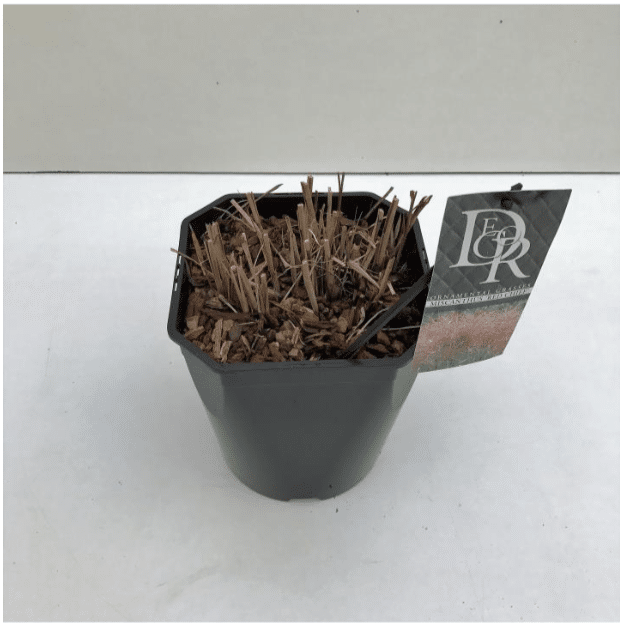 Miscanthus sinesis Red Chief 4 Miscanthus sinesis Red Chief V5