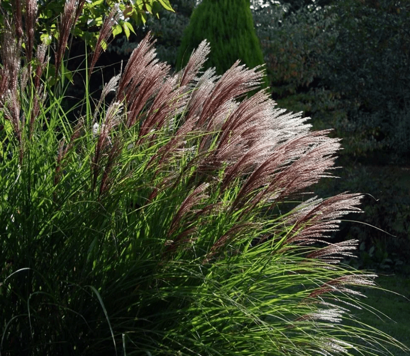 Miscanthus sinesis Red Chief 1 Miscanthus sinesis Red Chief