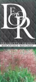 Miscanthus sinesis Red Chief 5 Miscanthus sinesis Red Chief1