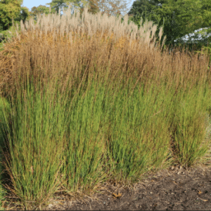 Molinia caerulea Moorhexe