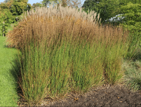 Molinia caerulea Moorhexe 1 Molinia caerulea Moorhexe