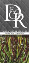 Panicum virgatum Sangria 2 Panicum virgatum Sangria - Pilt 2