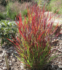 Panicum virgatum Sangria