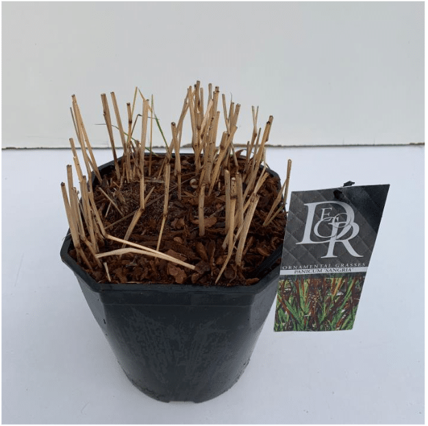 Panicum virgatum Sangria 4 Panicum virgatum Sangria V5