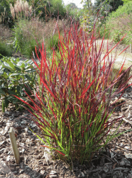 Panicum virgatum Sangria 1 Panicum virgatum Sangria
