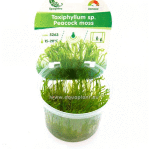 Peacock moss (Taxiphyllum sp.)