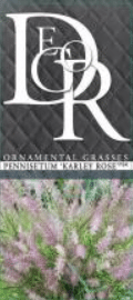 Pennisetum Karley Rose 2 Pennisetum Karley Rose - Pilt 2
