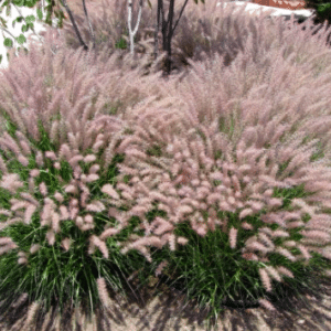 Pennisetum Karley Rose
