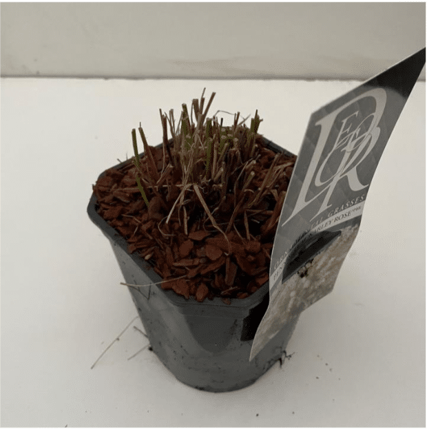 Pennisetum Karley Rose 3 Pennisetum Karley Rose - Pilt 3