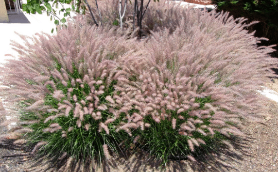 Pennisetum Karley Rose 1 Pennisetum Karley Rose
