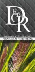 Pennisetum alopecuroides Viridescens 2 Pennisetum alopecuroides Viridescens - Pilt 2